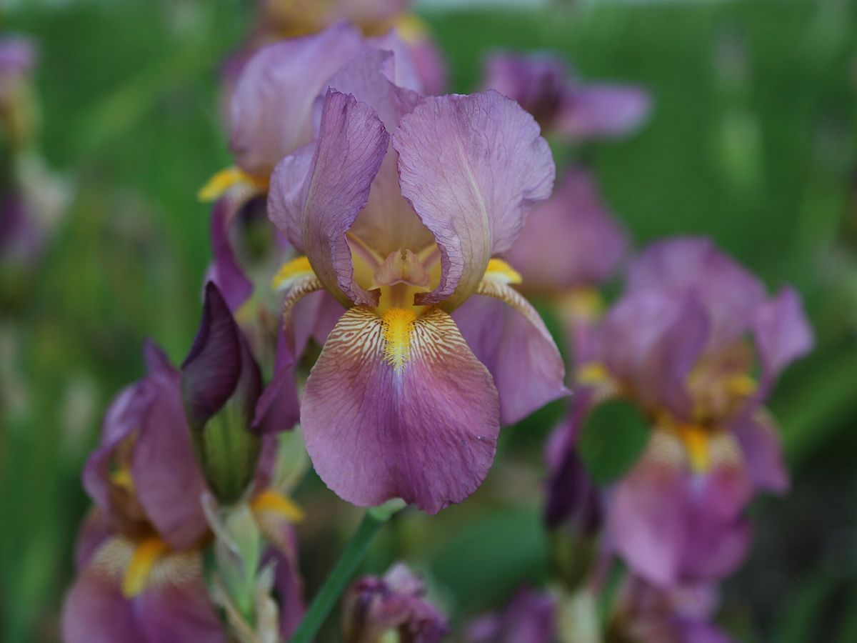 Baardiris