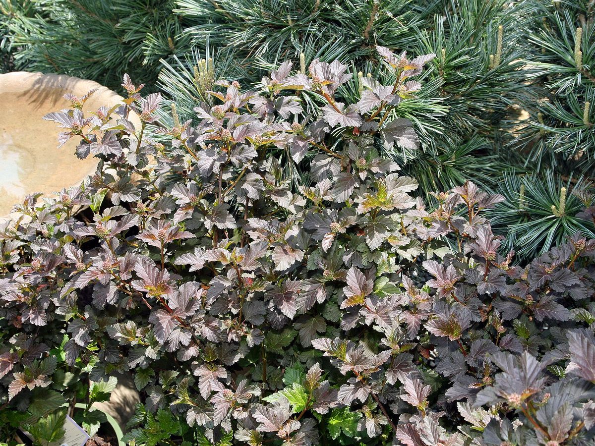 Blaasspirea