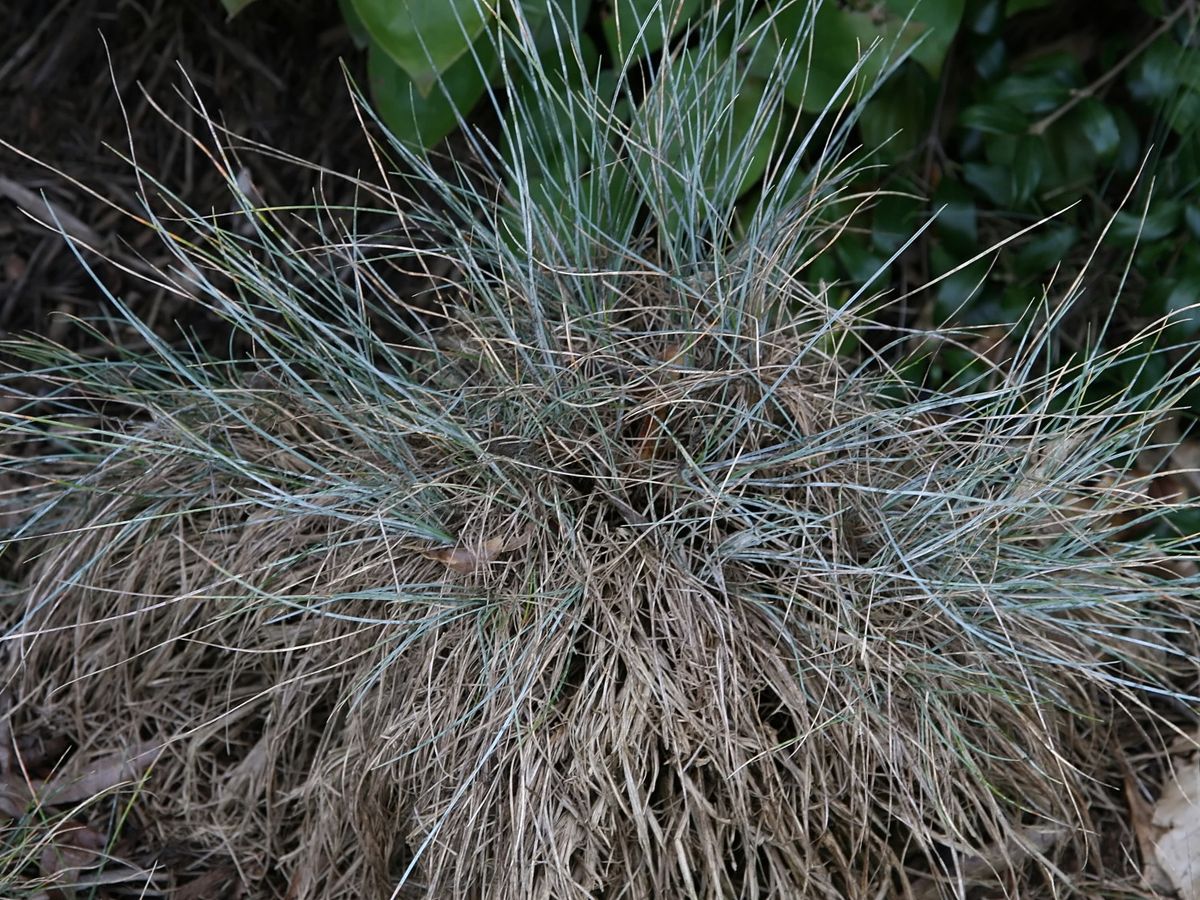Blauw schapengras