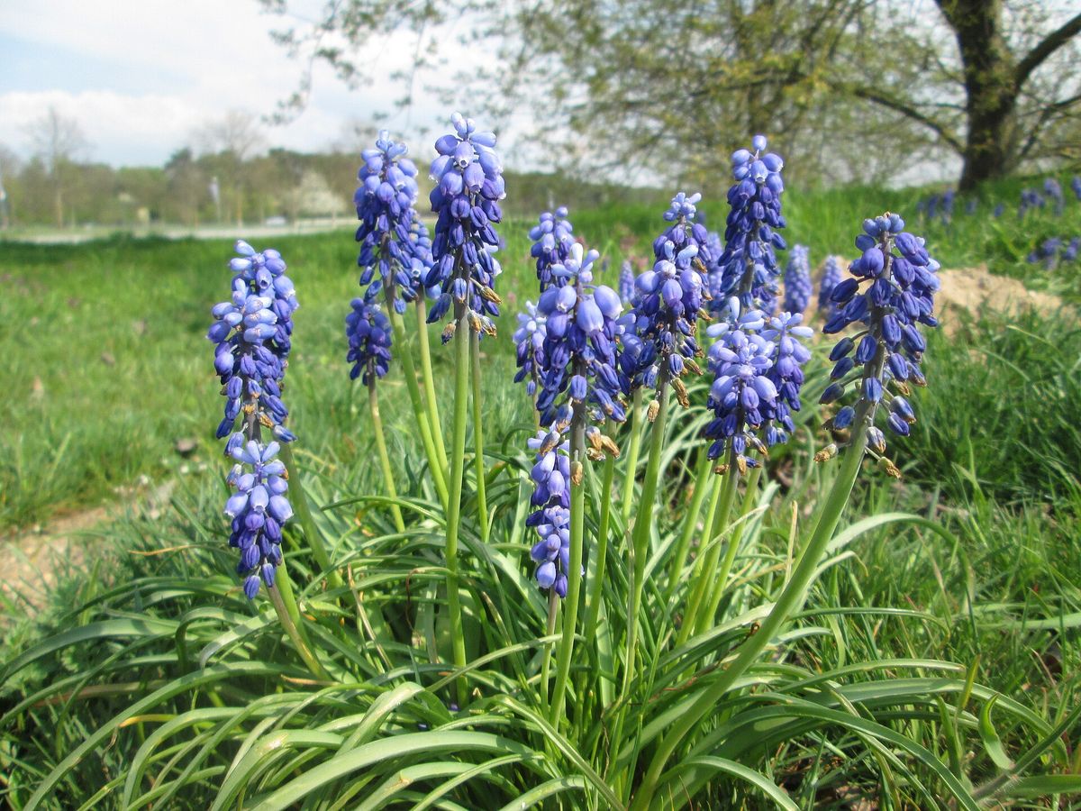 Blauwe druifjes