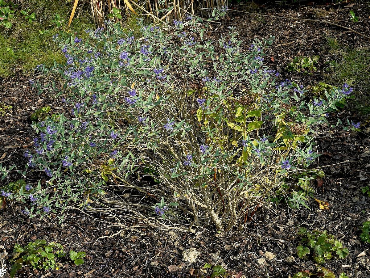 Blauwe spirea