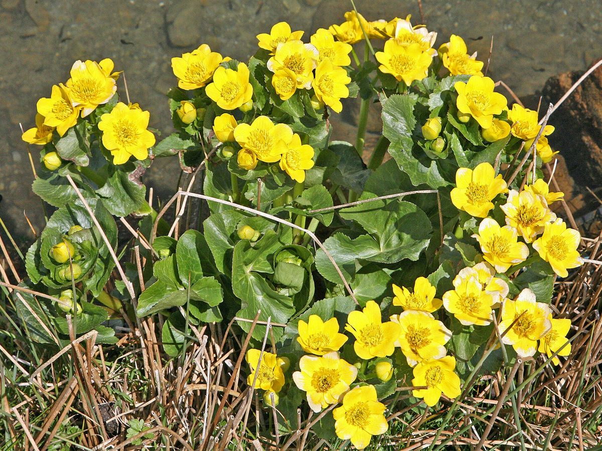 Dotterbloem