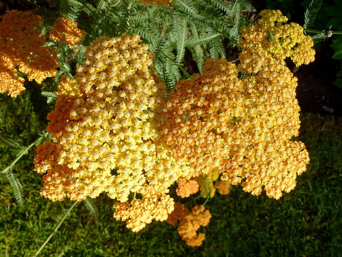 Duizendblad