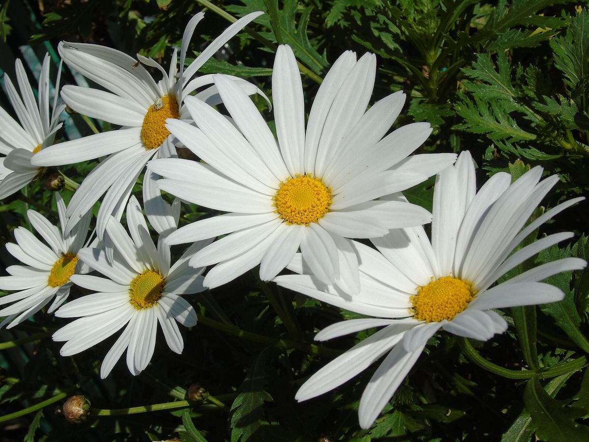 Grote margriet
