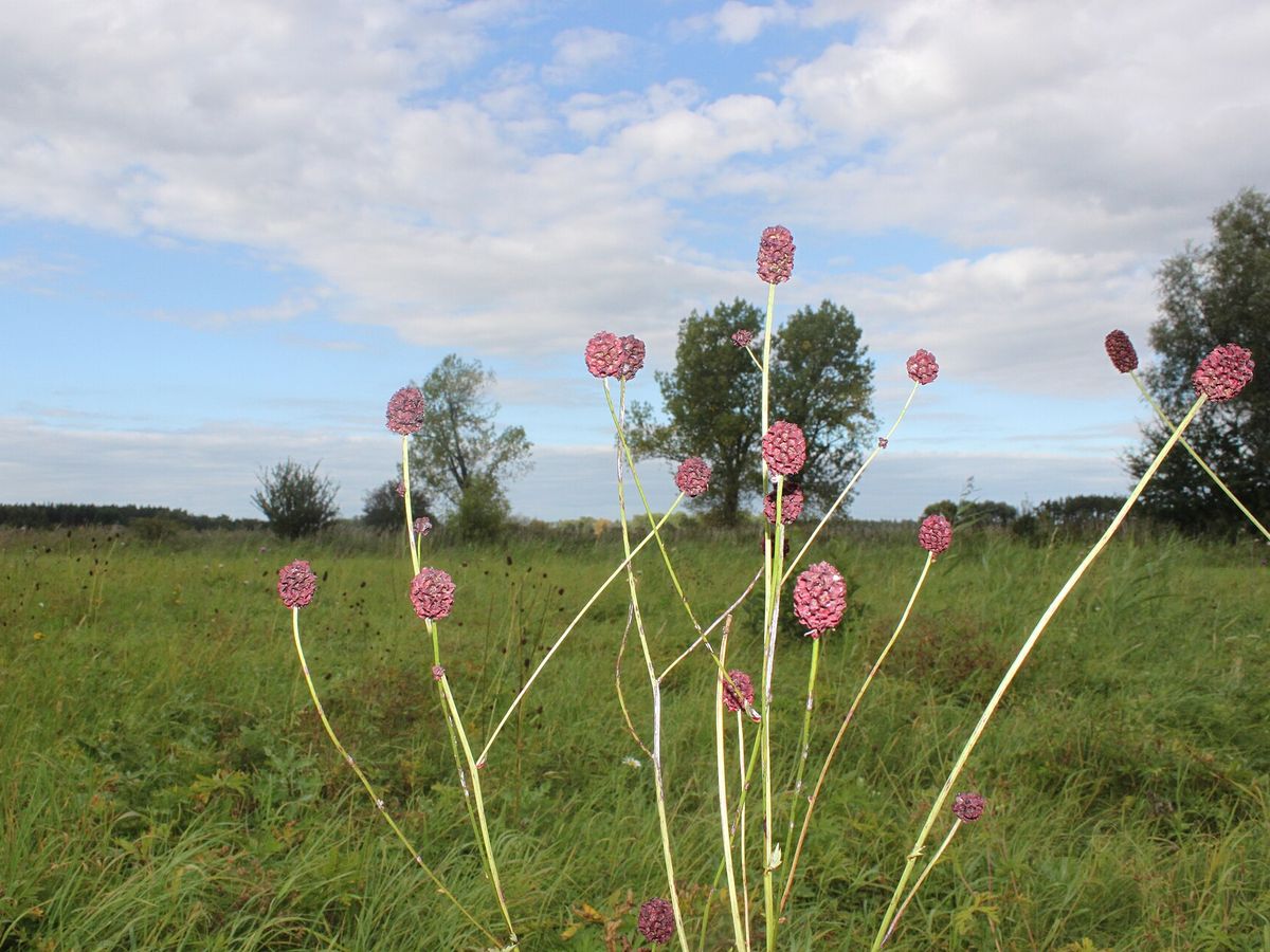 Grote pimpernel