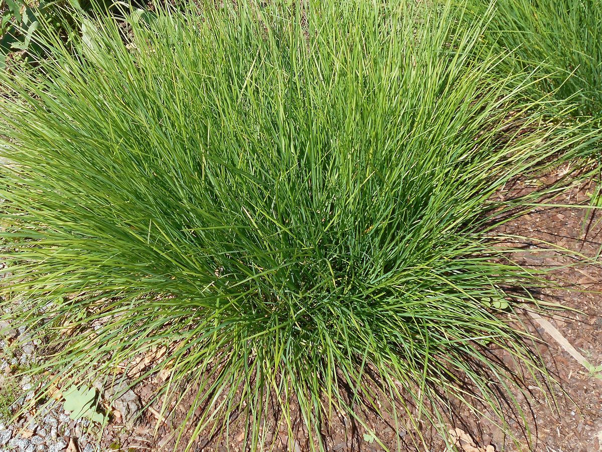 Herfstblauwgras