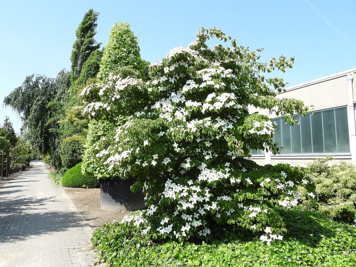 Japanse kornoelje