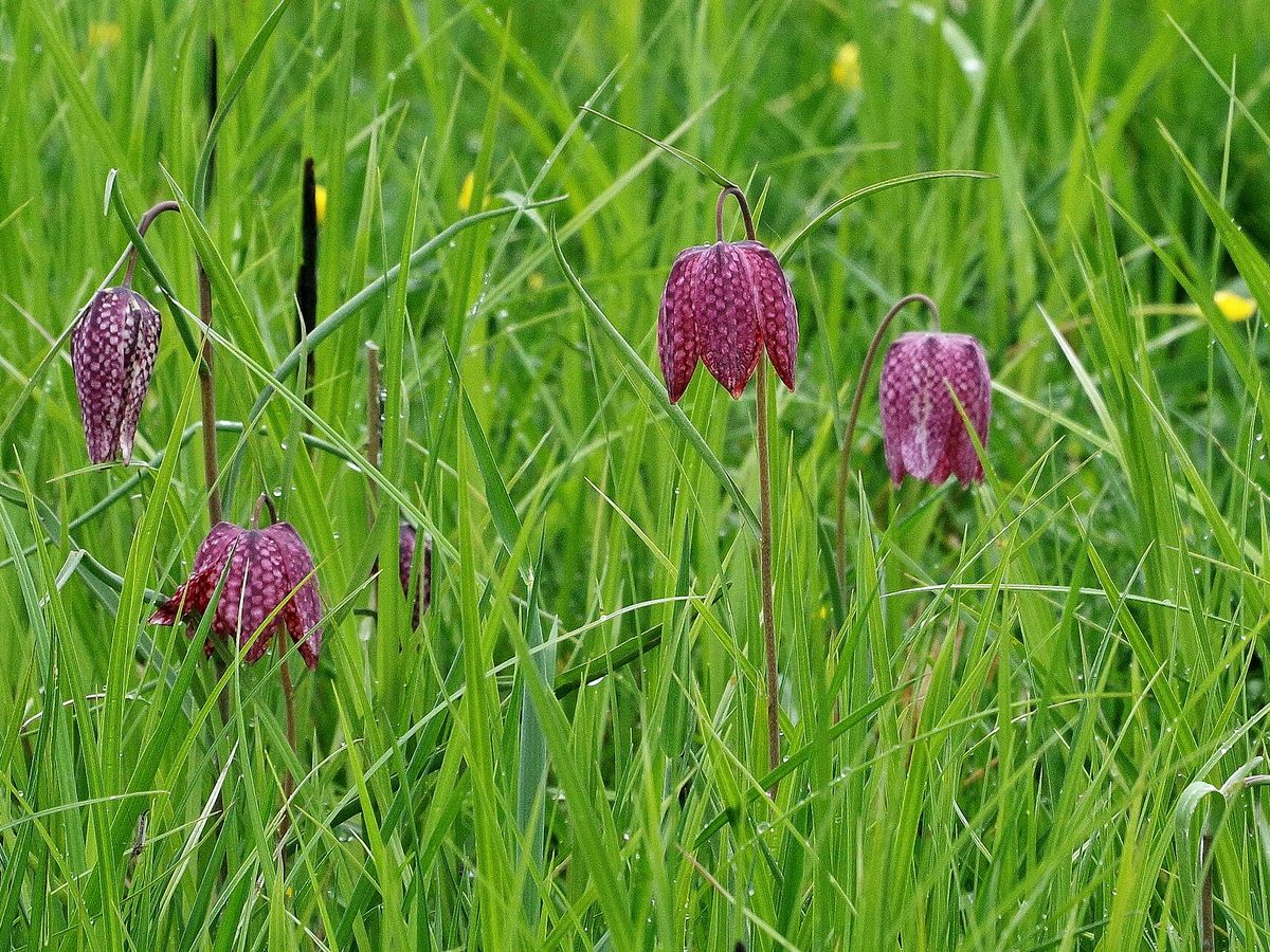 Kievitsbloem
