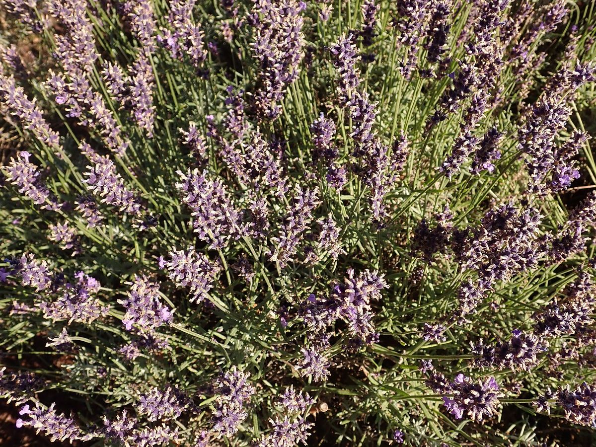 Lavendel