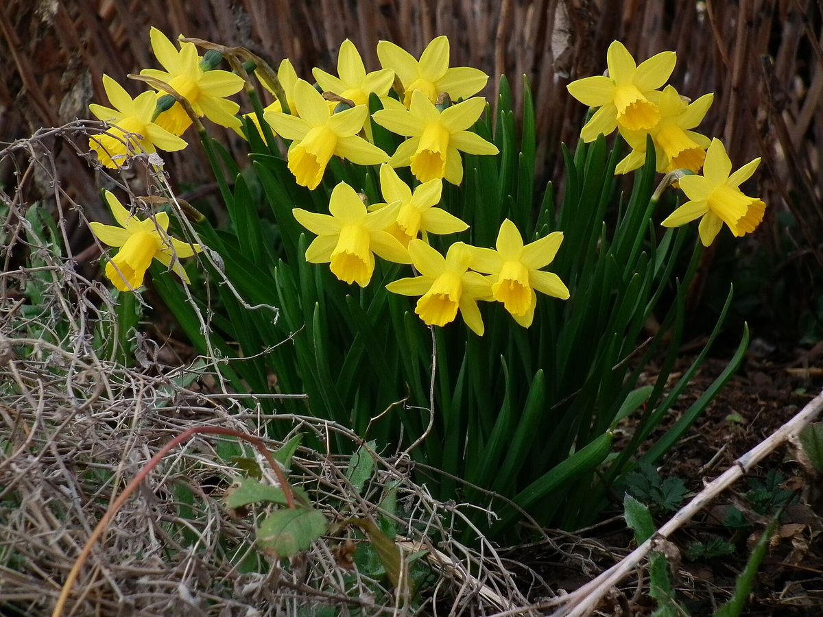 Narcis