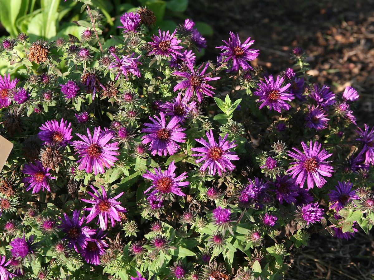 Nieuw-Engelse aster