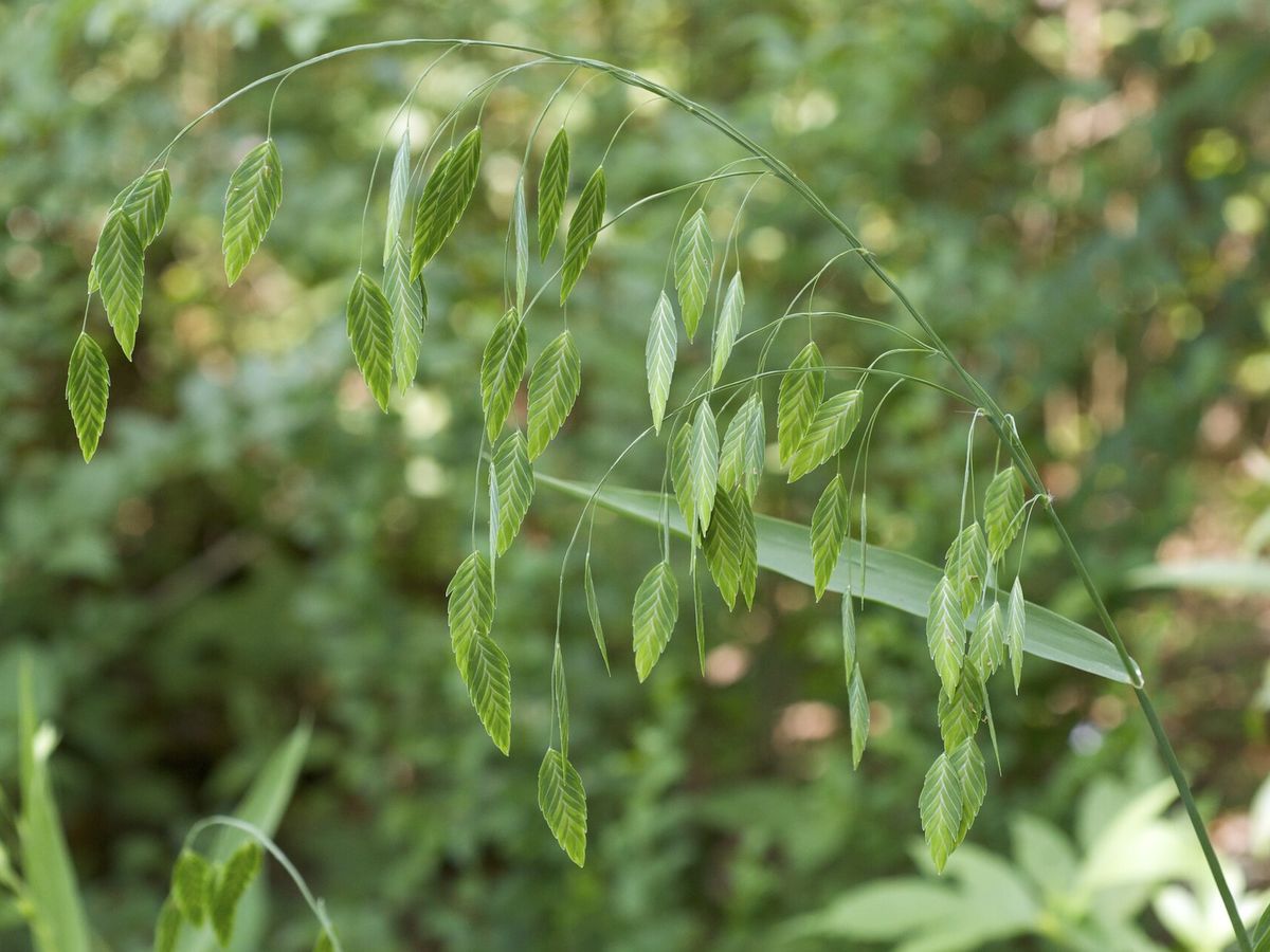 Plat vingergras