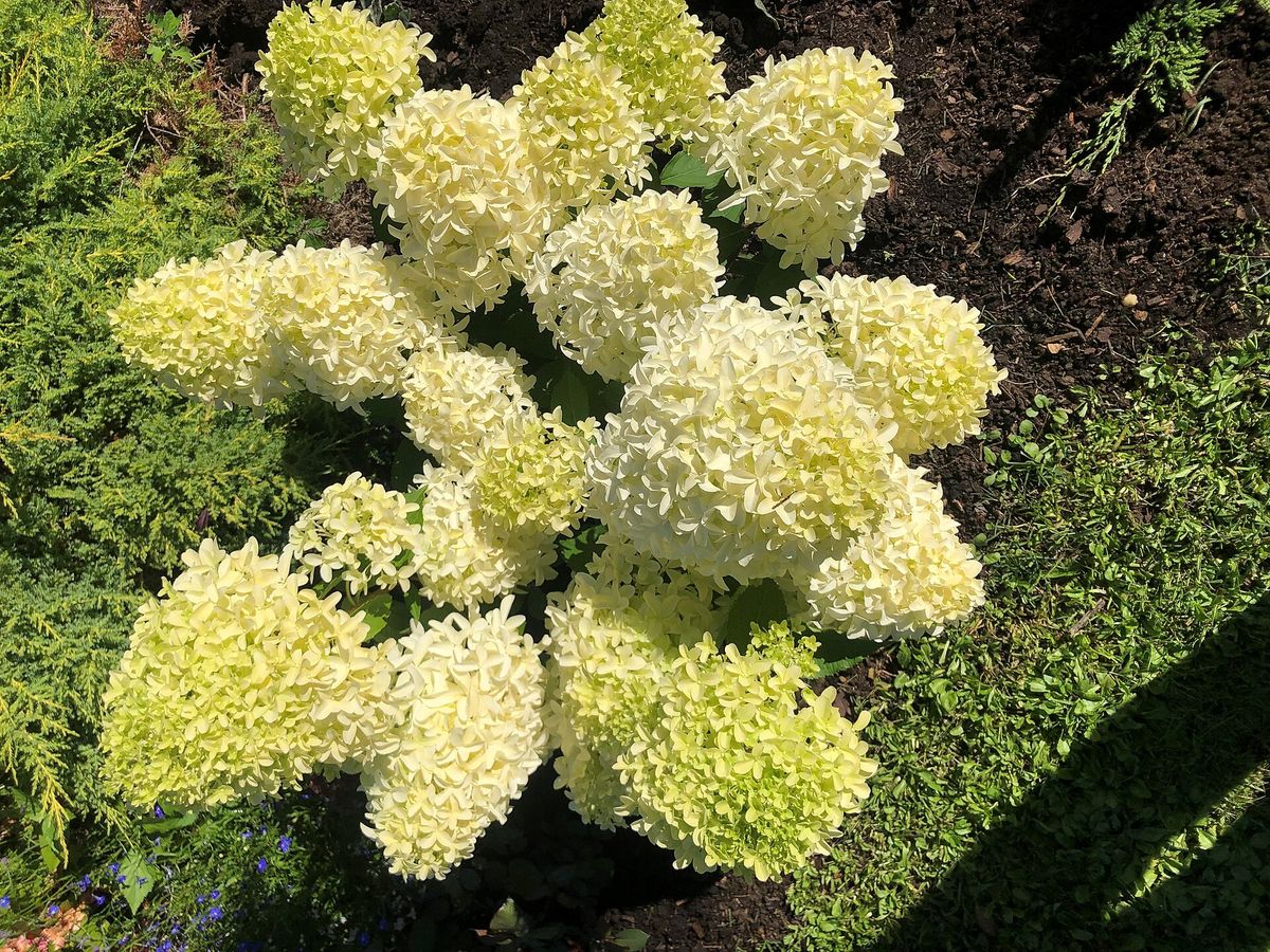 Pluimhortensia
