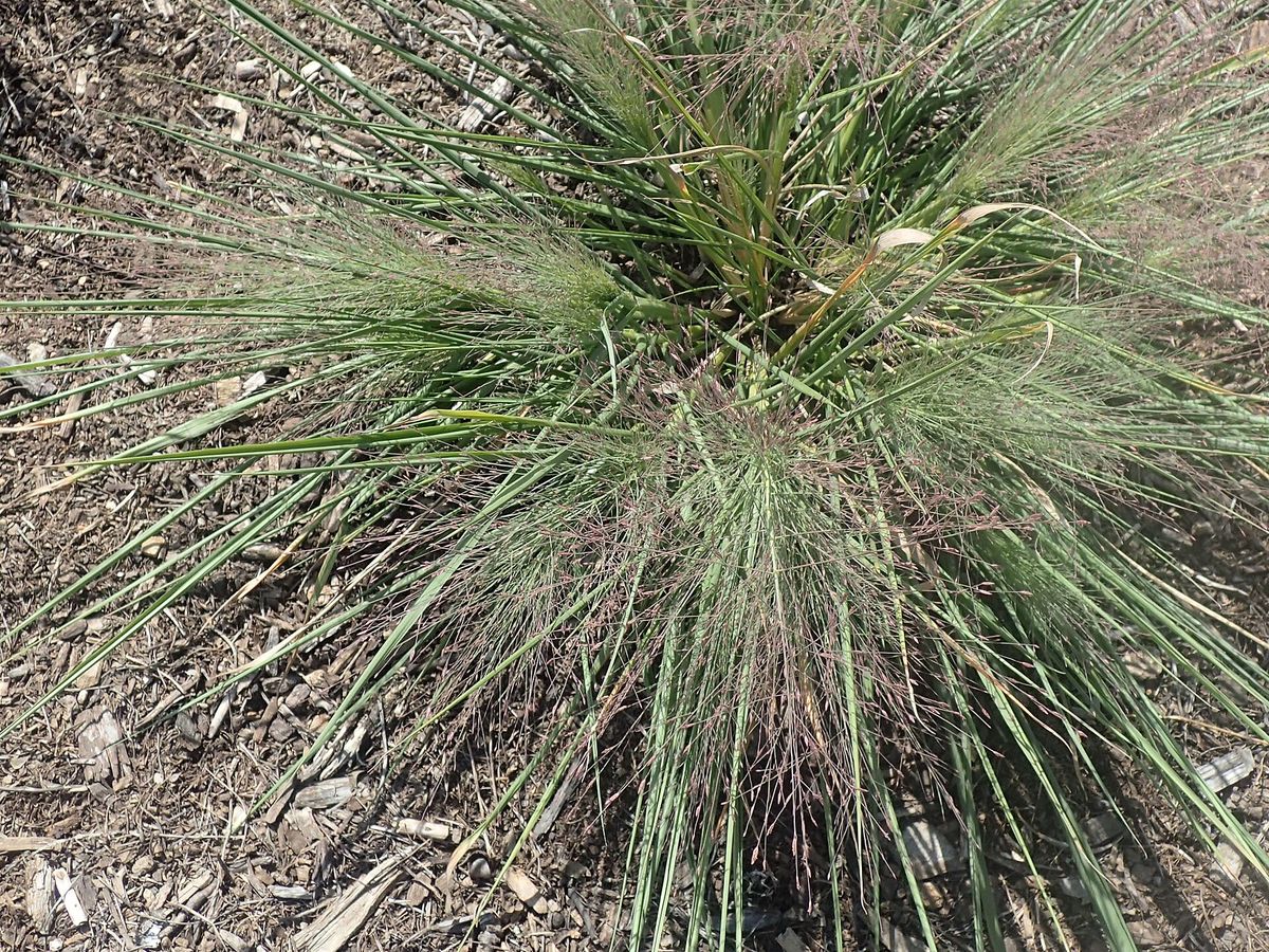 Prairiebaardgras