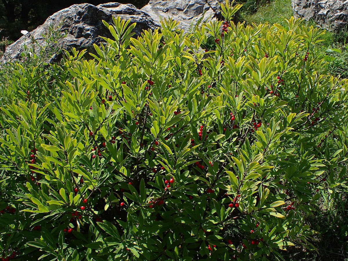 Rood peperboompje