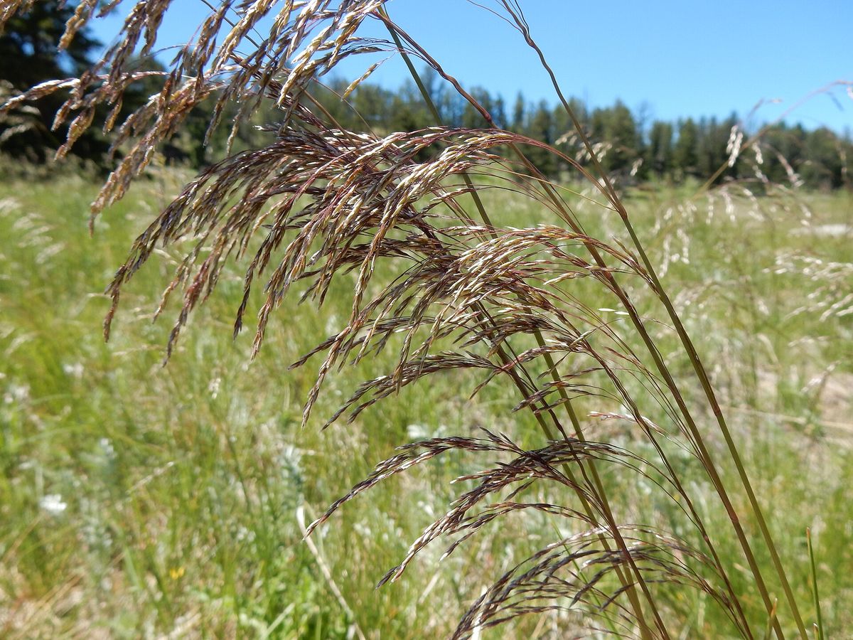 Ruwe smele