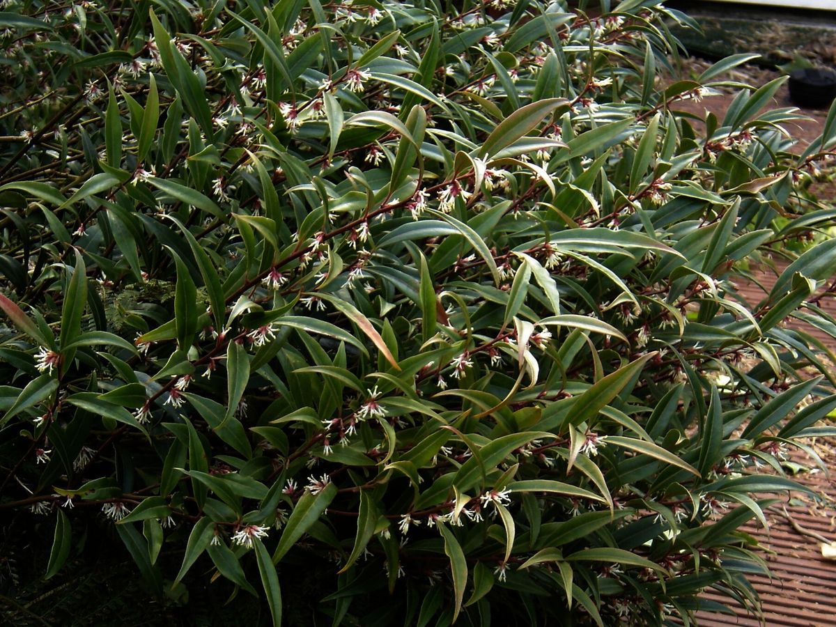 Sarcococca