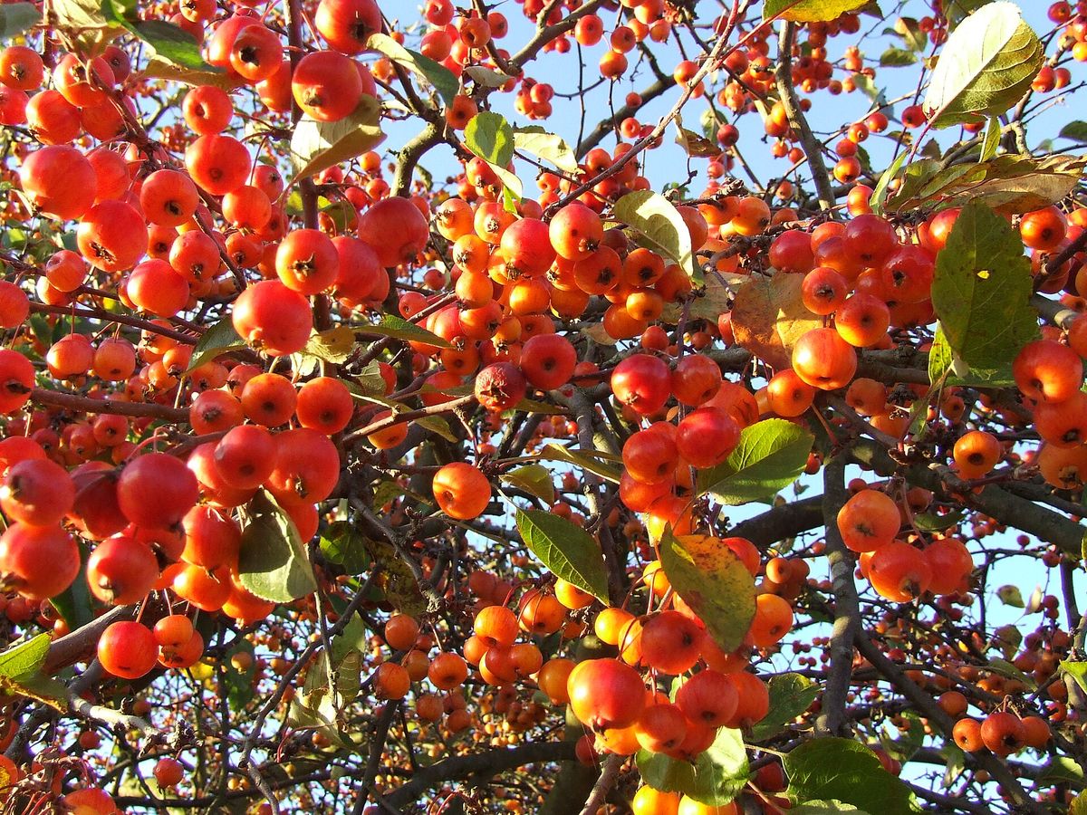 Sierappel