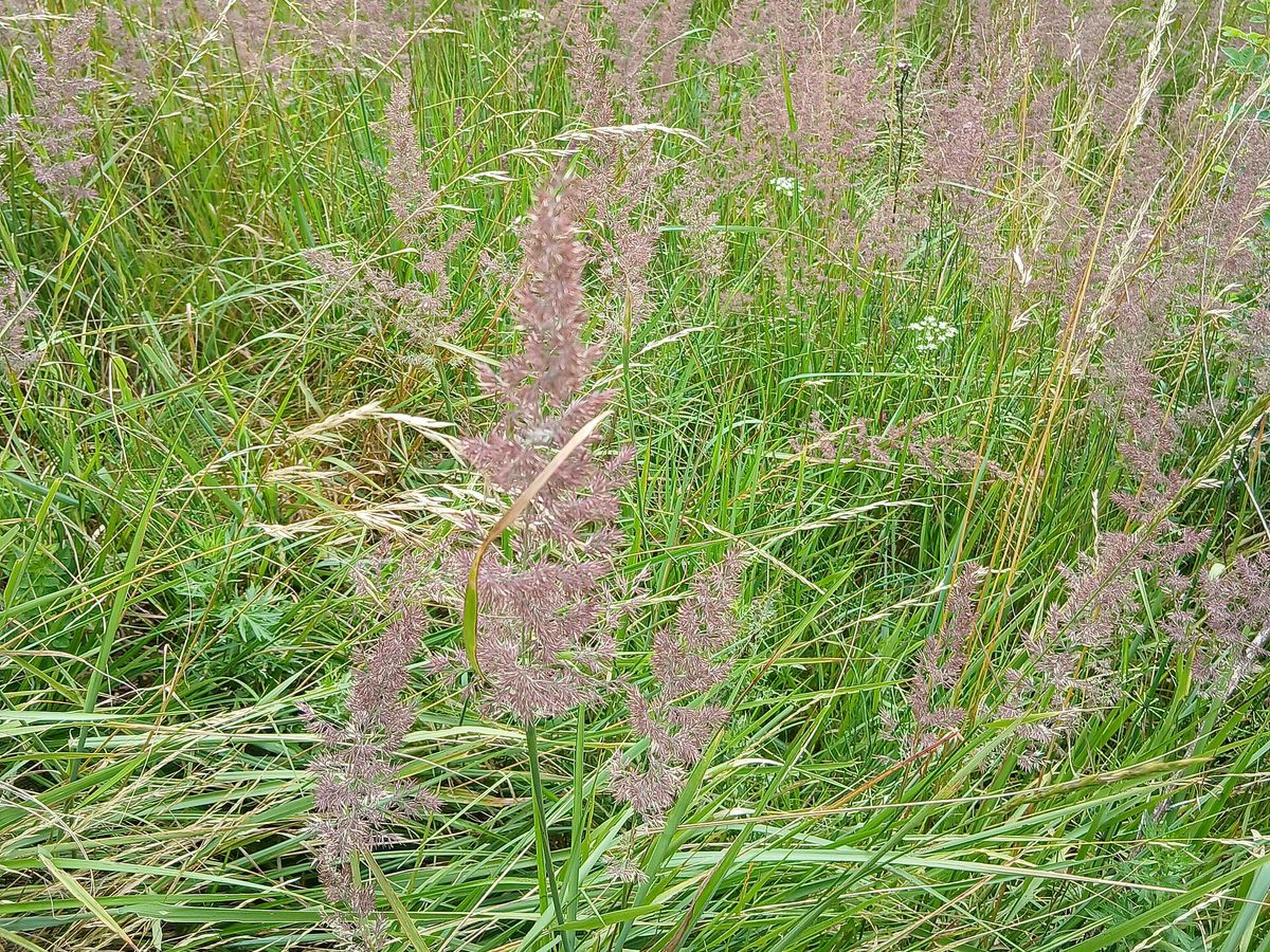 Struisriet