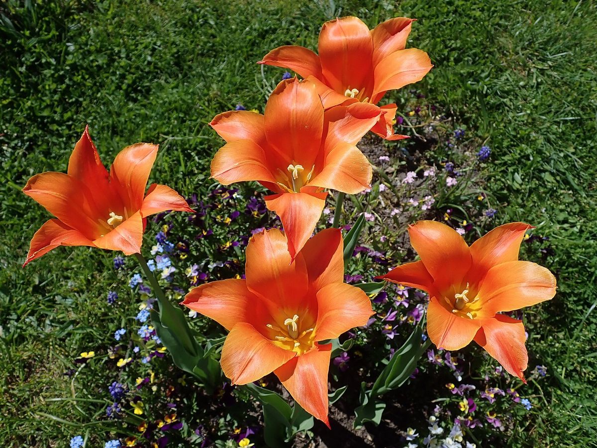 Tulp