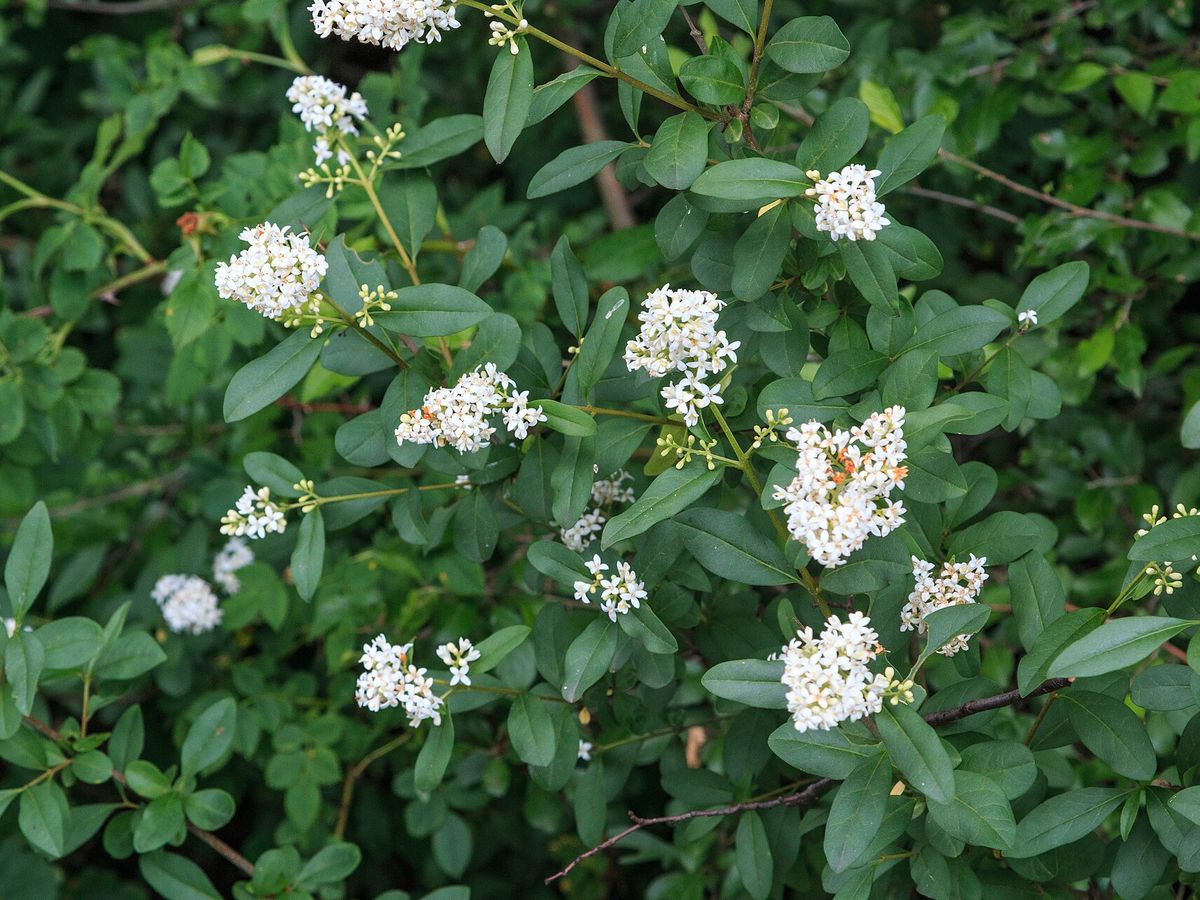 Wilde liguster
