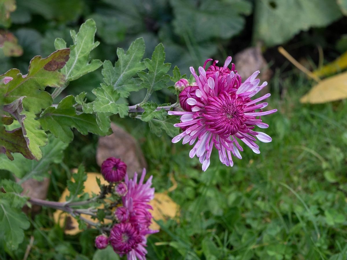 Winteraster